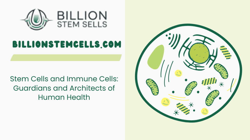 Stem Cells and Immune Cells Guardians and Architects of Human Health