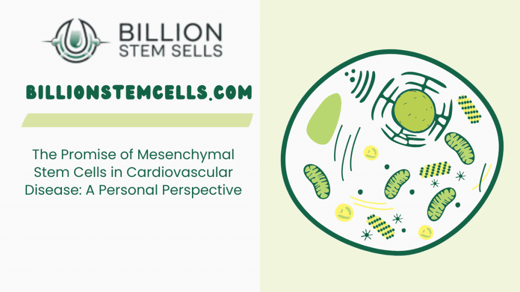 La promesse des cellules souches mésenchymateuses dans les maladies cardiovasculaires : une perspective personnelle