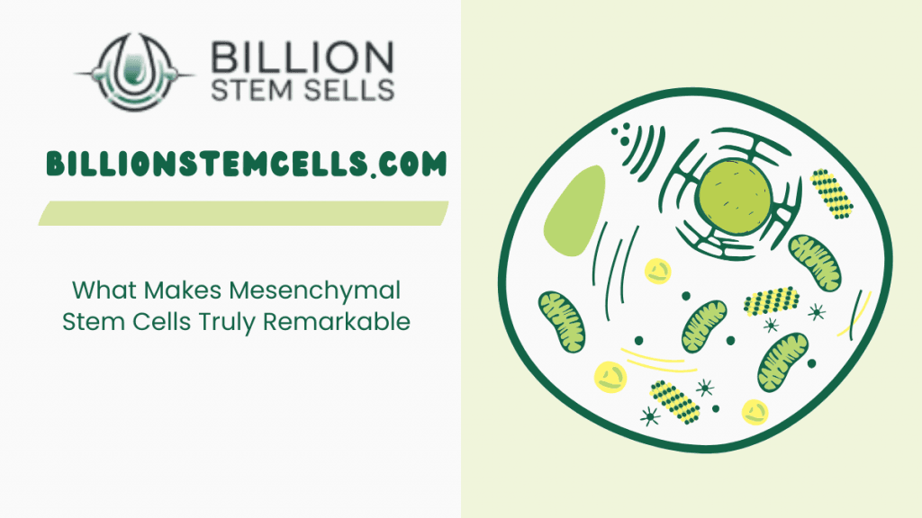 What Makes Mesenchymal Stem Cells Truly Remarkable