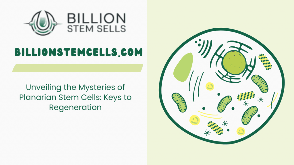 Unveiling the Mysteries of Planarian Stem Cells Keys to Regeneration