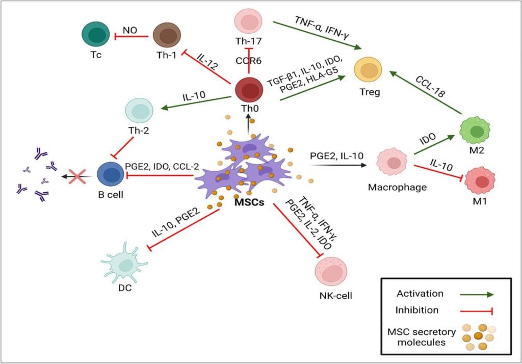 MSCs的免疫调节作用